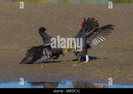 Waterhoen, gemeinsame Moorhuhn Stockfoto