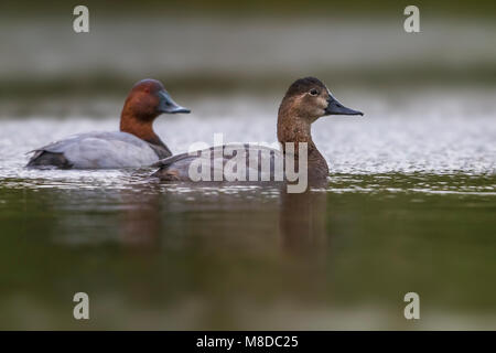 Vrouwtje Tafeleend; Weiblicher gemeinsame Pochard Stockfoto