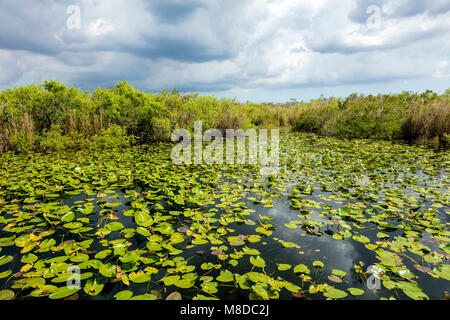 Ein Blick auf die Taylor Slough aus anhinga Trail, in der südöstlichen Ecke des Florida Everglades National Park. Stockfoto