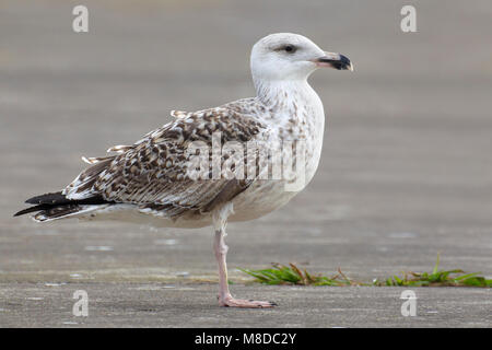 Onvolwassen Grote Mantelmeeuw; unreif Gull-mantelmöwe Stockfoto