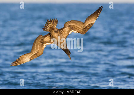 Jan-van-Gent; Northern Gannet; Phoca vitulina; Morus bassanus Stockfoto