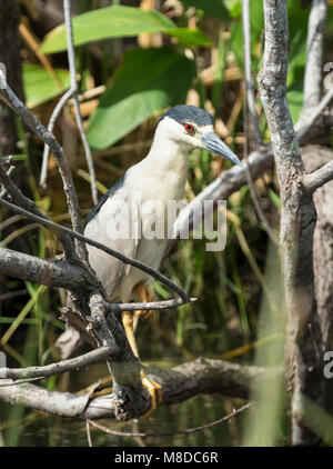 Eine Black-Crowned Nachtreiher gesichtet in Shark Valley, Everglades National Park Stockfoto