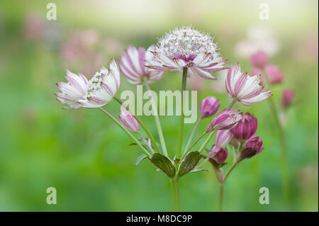 Nahaufnahme der Blüte Astilbe rosa Blüten auch als Masterwort bekannt Stockfoto