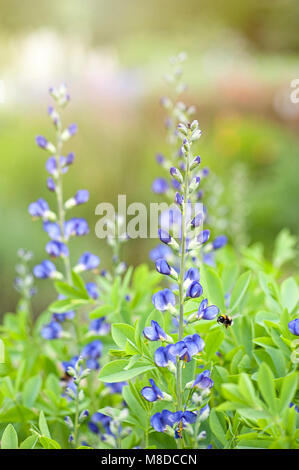 Nahaufnahme der Baptisia Australis, gemeinhin als Wilder Indigo Blau oder blau Falscher Indigo Blumen bekannt Stockfoto