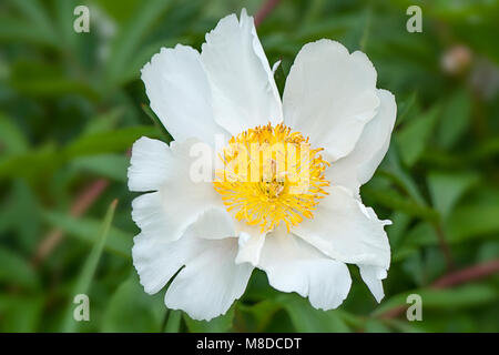Nahaufnahme einer Blüte im reinen, weißen Pfingstrose Stockfoto