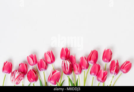Blick von oben auf die rosa Tulpen in der Zeile auf dem weißen Hintergrund. Blumen Hintergrund Konzept Stockfoto