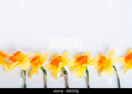 Blick von oben auf die gelbe Narzissen in der Reihe auf dem weißen Hintergrund. Blumen Hintergrund Konzept Stockfoto