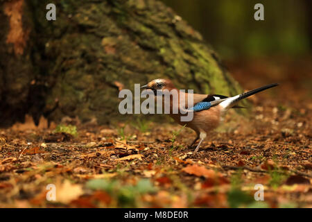 Eurasischen Jay mit Mutter im Schnabel - Garrulus glandarius Stockfoto