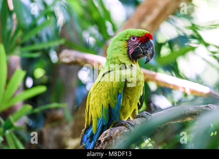 Tierwelt in Costa Rica. Papagei Ara in Grün tropischer Wald, Costa Rica. Stockfoto