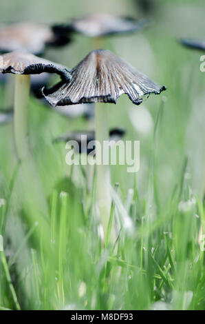 Eine Nahaufnahme der Pilze im Gras Stockfoto