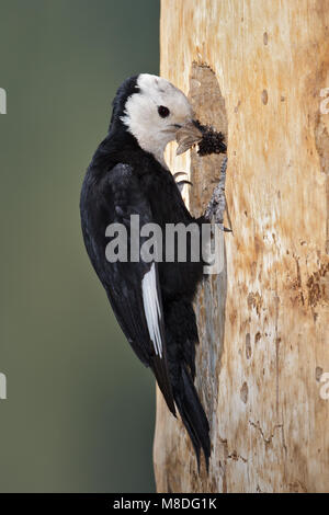 Erwachsene Frau Mono Co., CA Juni 2011 Stockfoto