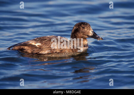 Erwachsene Frau Los Angeles Co., CA März 1999 Stockfoto