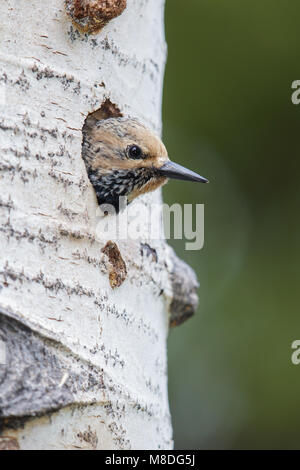 Erwachsene Frau Weber Co., UT Juni 2013 Stockfoto