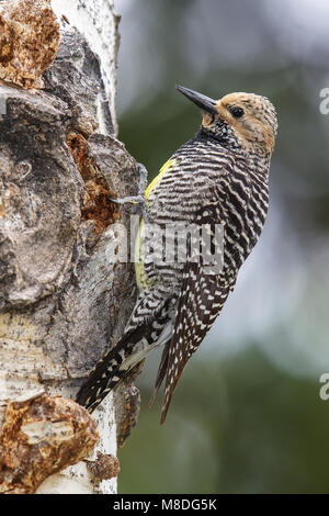 Erwachsene Frau Weber Co., UT Juni 2013 Stockfoto