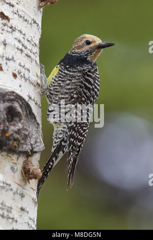 Erwachsene Frau Weber Co., UT Juni 2013 Stockfoto