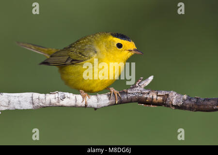 Erwachsene männliche Riverside Co., Ca Mai 2010 Stockfoto