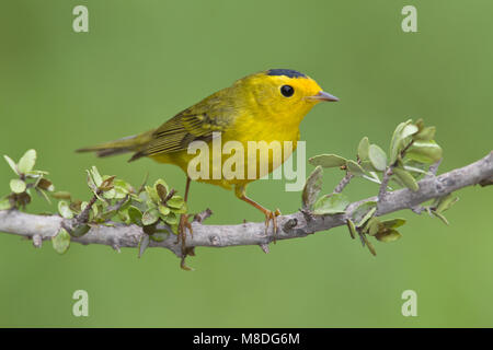 Erwachsene männliche Galveston, TX.de April 2011 Stockfoto