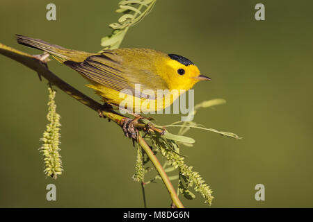 Erwachsene männliche Riverside Co., CA April 2012 Stockfoto