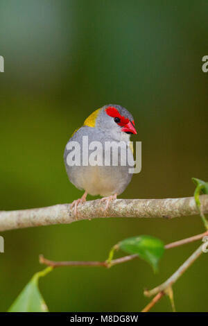 Rot der tiefsten firetail gegen sauber grüner Hintergrund thront Stockfoto