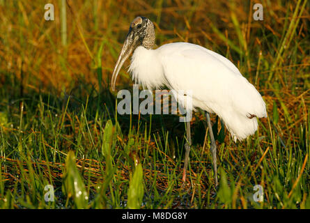 Nach Dade Co., FL März 2006 Stockfoto