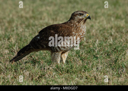 Roodschouderbuizerd, Rot - geschulterter Falke, Buteo lineatus Stockfoto