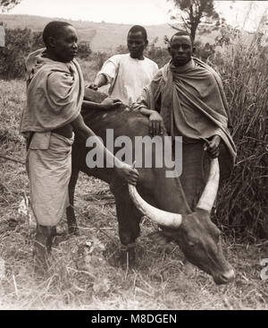 Osten Afrika - Uganda Inokulation Kampagne durch die Briten gegen tsetse Fliege Krankheiten in Vieh - Rinder und Hirten Stockfoto