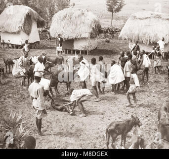 Osten Afrika - Uganda Inokulation Kampagne durch die Briten gegen tsetse Fliege Krankheiten in Vieh - Rinder und Hirten Stockfoto