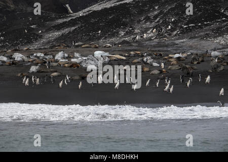 Britisches Überseegebiet, South Sandwich Inseln, Saunders Island. Schwarze Lavastrand mit Pinguinen (meist Kinnriemen und Gentoo), Pelzrobben abgedeckt. Stockfoto