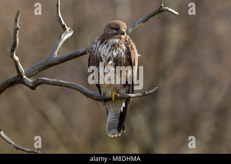 Buizerd zittend op een Tak; Mäusebussard auf einem Ast sitzend Stockfoto