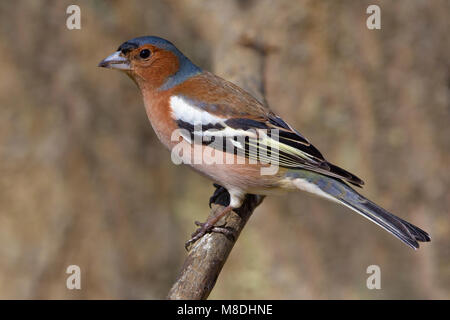 Mannetje Vink op een Tak; Männliche europäischen Buchfink auf einem Ast sitzend Stockfoto