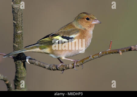 Mannetje Vink op een Tak; Männliche gemeinsame Buchfink auf einem Ast sitzend Stockfoto