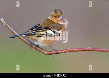 Mannetje Vink op een Tak; Männliche gemeinsame Buchfink auf einem Ast sitzend Stockfoto