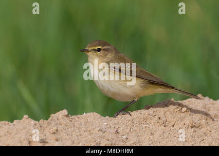 Luì Piccolo; Gemeinsame Chiffchaff; Phylloscopus collybita Stockfoto