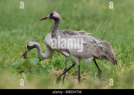 Kraanvogel ; gemeinsame Kran Stockfoto