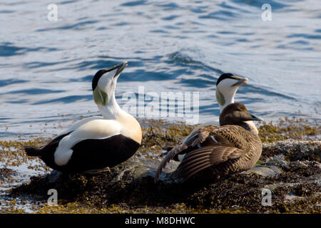 Eider in zit; Gemeinsame Eider gehockt Stockfoto