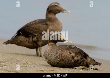 Vrouwtje Eider in zit; Weiblicher gemeinsame Eider am Strand Stockfoto