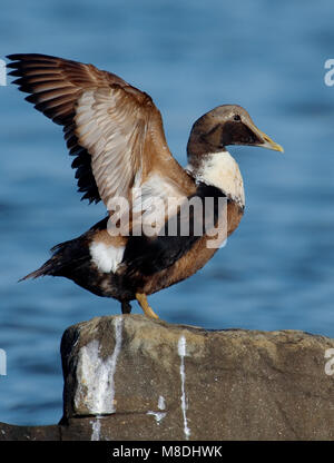 Eider in zit; Gemeinsame Eider gehockt Stockfoto