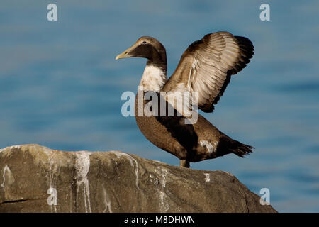 Eider in zit; Gemeinsame Eider gehockt Stockfoto