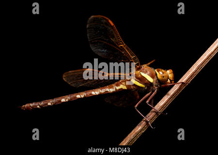 Eine braune Falter Libelle, Aeshna grandis, fotografiert vor schwarzem Hintergrund. Dorset England GB Stockfoto