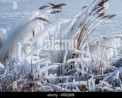 Gefrorene Schilf im Winter Stockfoto