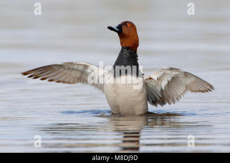 ZWemmend mannetje Tafeleend; männliche Gemeinsame Pochard schwimmen Stockfoto