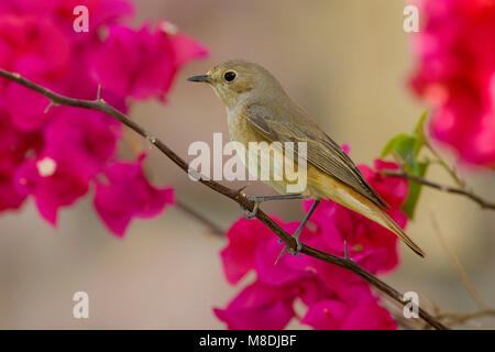 Vrouwtje Gekraagde Roodstaart op Trek; Weiblicher Common Redstart zur Migration Stockfoto