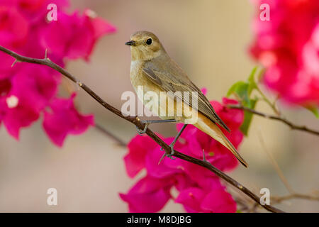 Vrouwtje Gekraagde Roodstaart op Trek; Weiblicher Common Redstart zur Migration Stockfoto