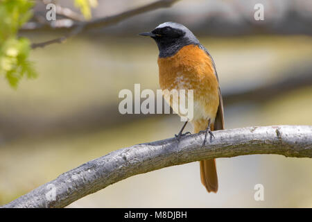 Mannetje Gekraagde Roodstaart; Männliche Common Redstart Stockfoto