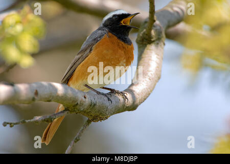 Mannetje Gekraagde Roodstaart zingend; Männliche Common Redstart singen Stockfoto