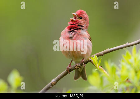 Volwassen mannetje Roodmus zingend; erwachsenen männlichen Common Rosefinch singen Stockfoto