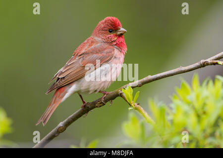 Volwassen mannetje Roodmus; erwachsenen männlichen Common Rosefinch Stockfoto