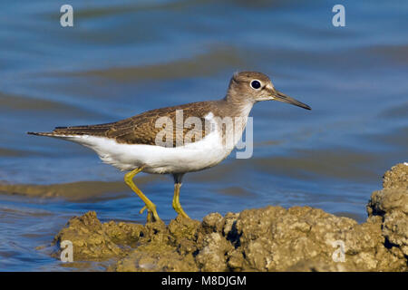 Juveniele Oeverloper op Oever; Juvenile Flussuferläufer am Ufer Stockfoto