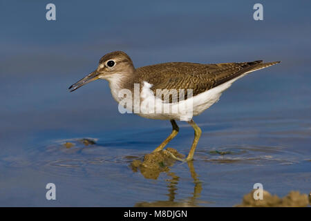 Juveniele Oeverloper op Oever; Juvenile Flussuferläufer am Ufer Stockfoto