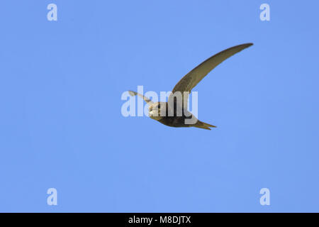 Mauersegler fliegen; Gierzwaluw vliegend Stockfoto